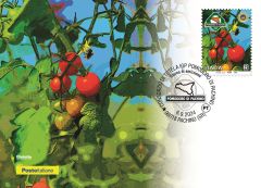 Consorzio di tutela Igp Pomodoro di Pachino